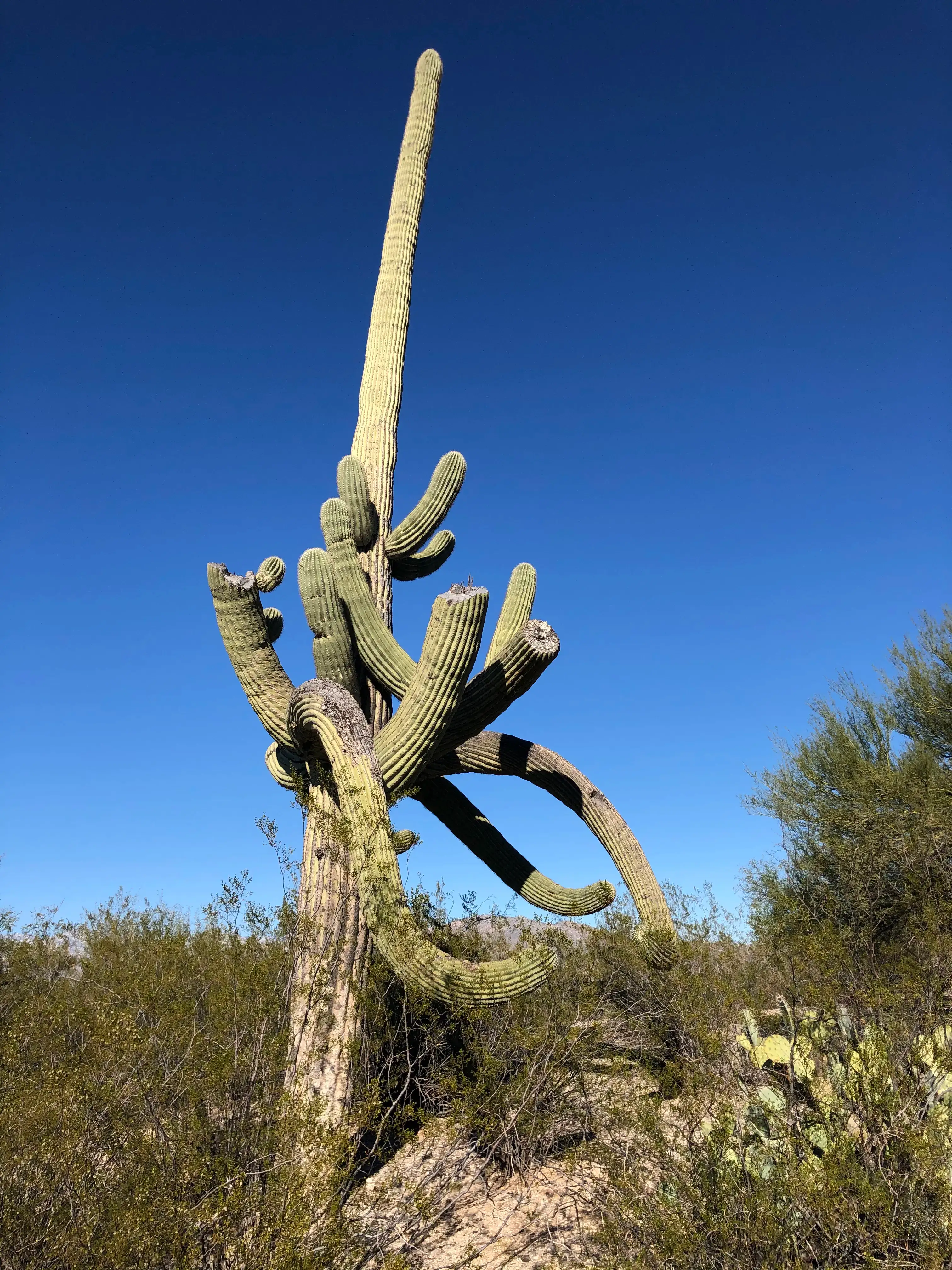Saguaro